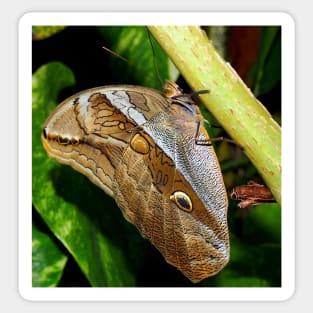 Mournful Brown Owl Butterfly showing his beautiful patterns on its wings Sticker